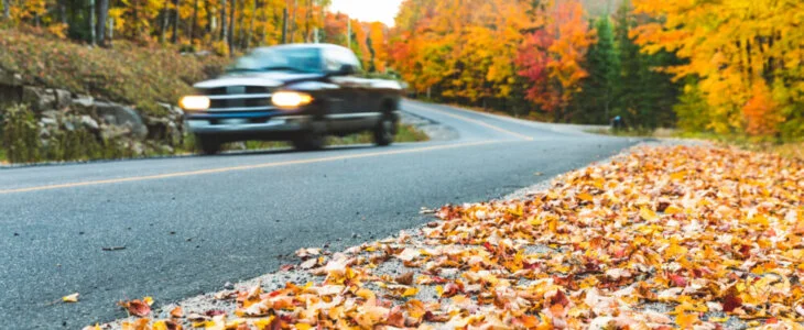 autumn leaves road