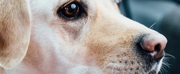 golden retriever dog